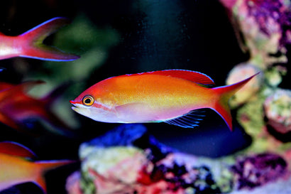 Ignitus Anthias: Male