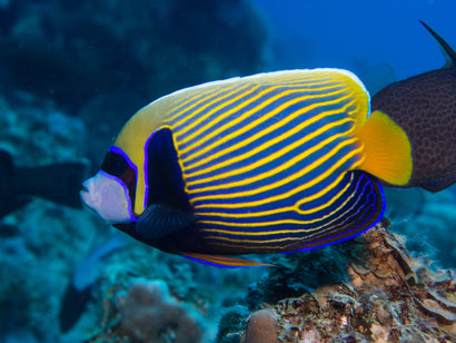 Imperator Angel: Adult