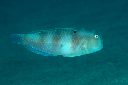 Leaf Wrasse