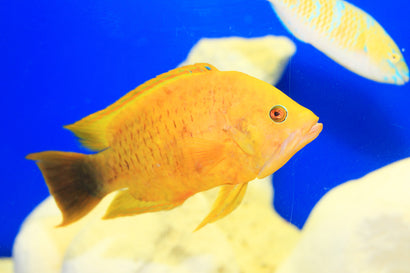 Insidiator Wrasse: Yellow