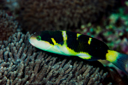 Jansen Wrasse