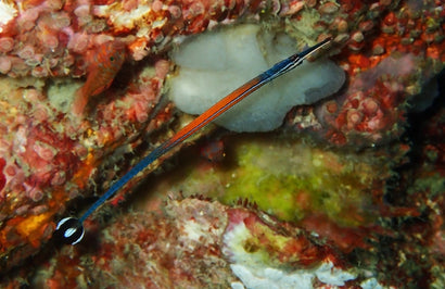 Janssi Pipefish
