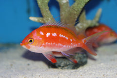 Japanese Sacura Anthias