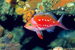 Japanese Sacura Anthias