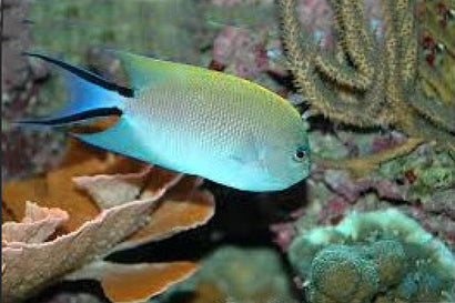 Japanese Swallow: Female