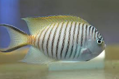 Japanese Swallow (Zebra): Male