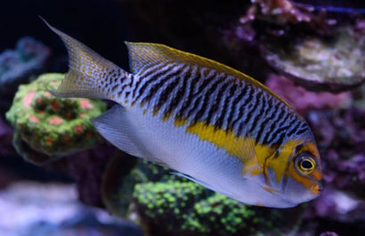 Japanese Swallow: Male