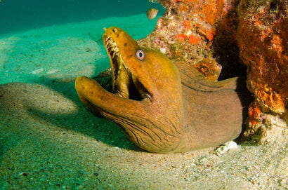 Jewel Green Moray