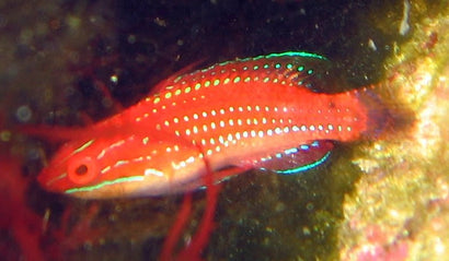 Joanallenae Fairy Wrasse: Female
