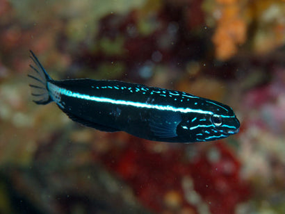Kamoharai Blenny