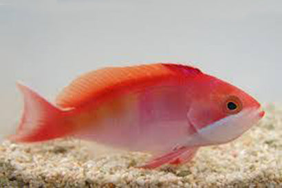 Kashiwae Anthias: Female