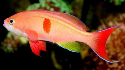 Kashiwae Anthias: Male