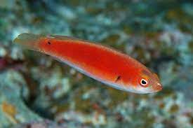 Katherine's Fairy Wrasse: Female