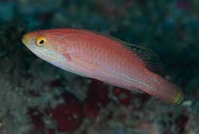 Kato's Fairy Wrasse: Female