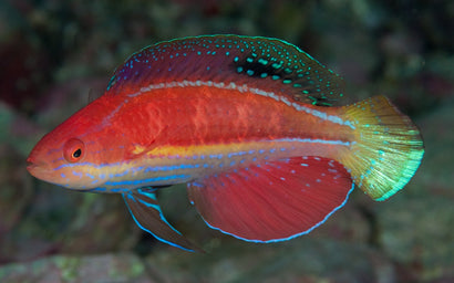 Kato's Fairy Wrasse: Male