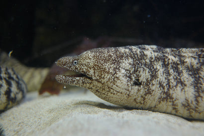Kidako Eel