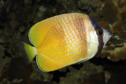 Klein's Butterfly: Yellow