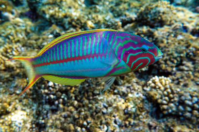 Klunzinger's Wrasse