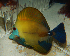 Koi Scopas Tang