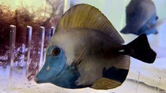 Koi Scopas Tang