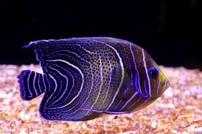 Koran Angel: Changing