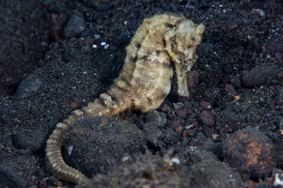 Kuda Seahorse