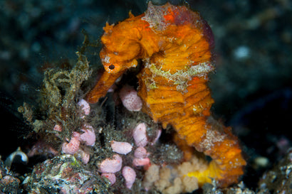 Kuda Seahorse: Orange: Tank Raised