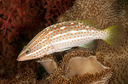 Lanceolatus (Bumblebee) Grouper