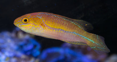 Lanceolatus Fariy Wrasse
