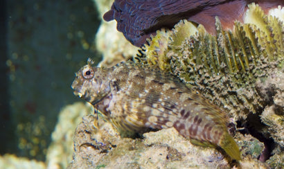 Lawnmower Blenny