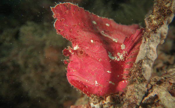 Leaf Fish: Red – Sea Dwelling Creatures