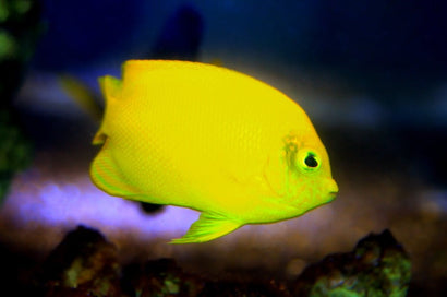 Lemonpeel Angel: Juvenile