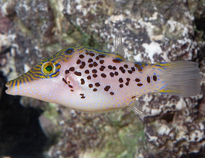 Leopard Puffer