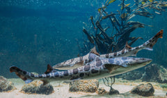 Leopard Shark
