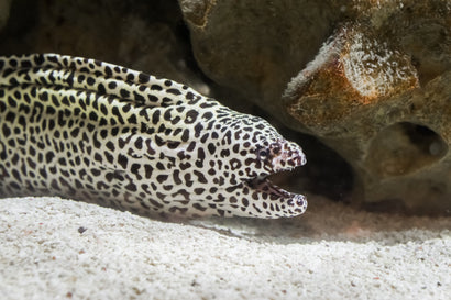 Leopard Snake Eel