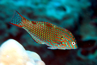 Leopard Wrasse: Female