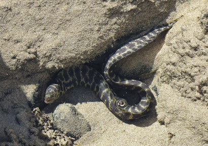 Leopard Moray Eel
