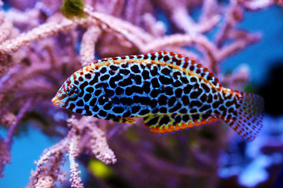 Leopard Wrasse