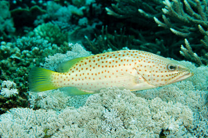 Leucogrammicus Grouper