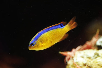 Lightning Surge Damsel