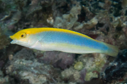 Lightning Wrasse