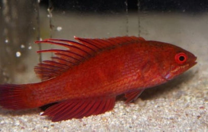 Line Spot Flasher Wrasse: Female