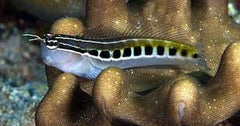 Linear Blenny