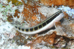 Linear Blenny