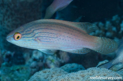 Lineatus Fairy Wrasse: Female