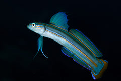 Lined Dartfish