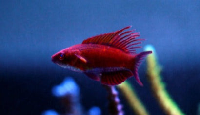 Line Spot Flasher Wrasse: Male