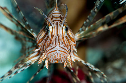 Lionfish