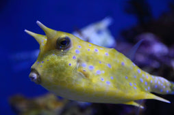 Long Horned Cowfish