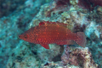 Longjaw Wrasse: Red
